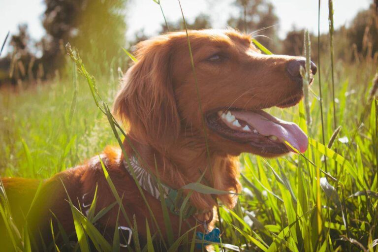Preparar tu escapada rural con mascota en Cabañas con Encanto