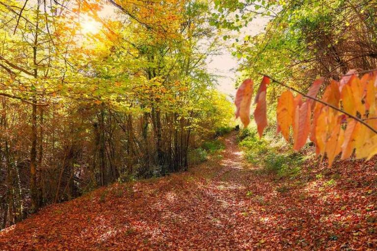 Hayedo en otoño