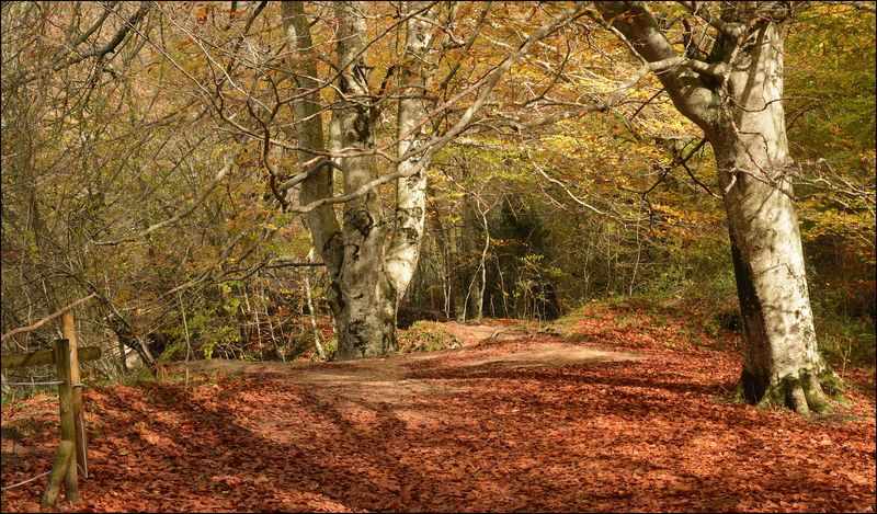 Hayedo en otoño