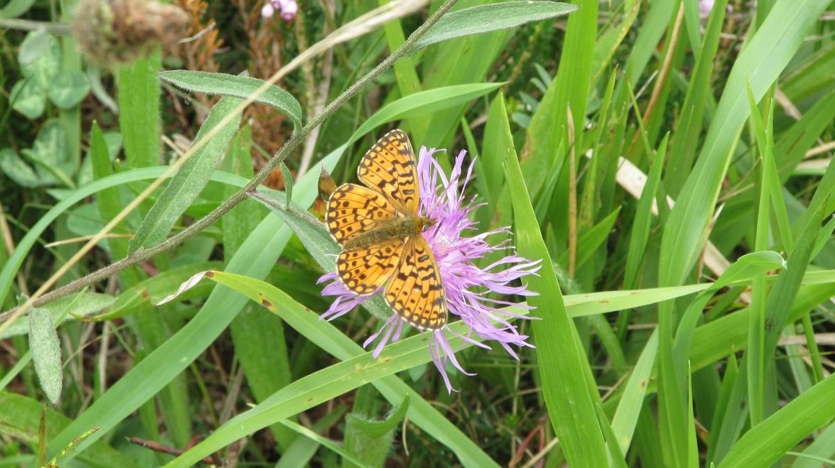 En los valles pasiegos se pueden encontrar todo tipo de especies animales e insectos