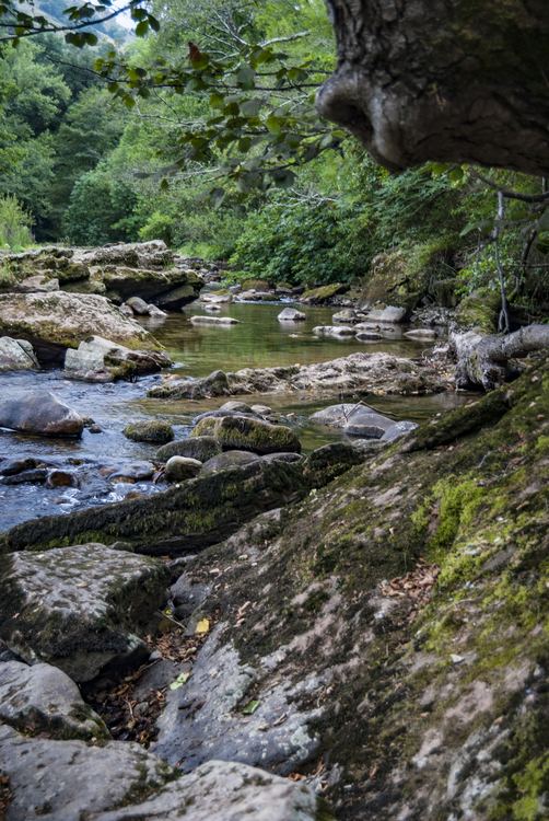 El río Miera a su paso por Liérganes - baños de bosque