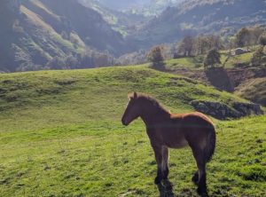 Caballos en los valles pasiegos