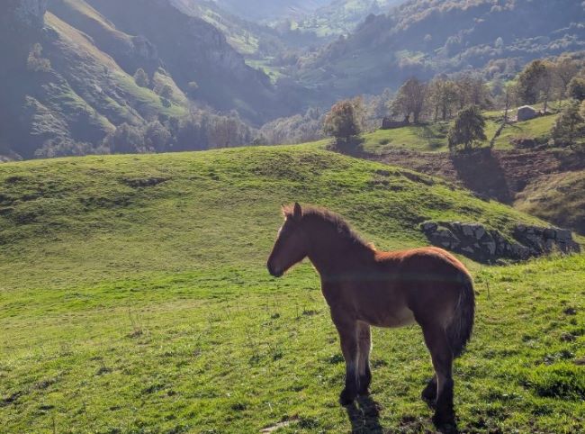 Caballos en los valles pasiegos